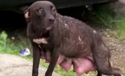 Ketika Anda melihat kondisi induk anjing ini seperti yang ditemukan oleh regu penolong, Anda akan menangis.
