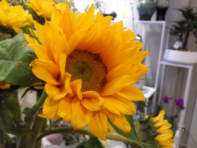 Xiaomi Redmi Note 2 Kamera