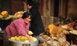 Wanita Tiongkok Berkeliling 1500 mil dan Membayar Rp 150 Juta Untuk Selamatkan 100 Anjing dari Festival Makan Anjing di China
