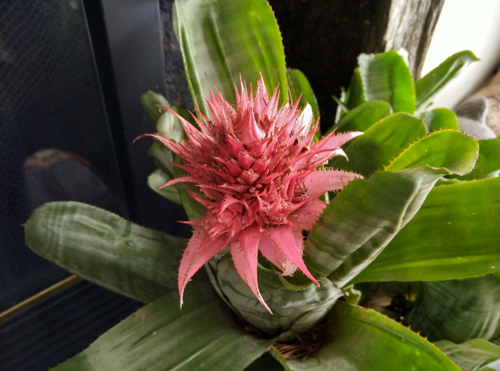 Xiaomi Mi Note camera